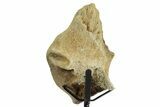 Fossil Hadrosaur Skull Section w/ Metal Stand - South Dakota #378513-2